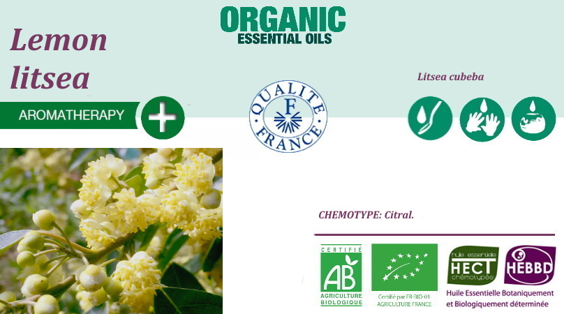 Litcea Verbena