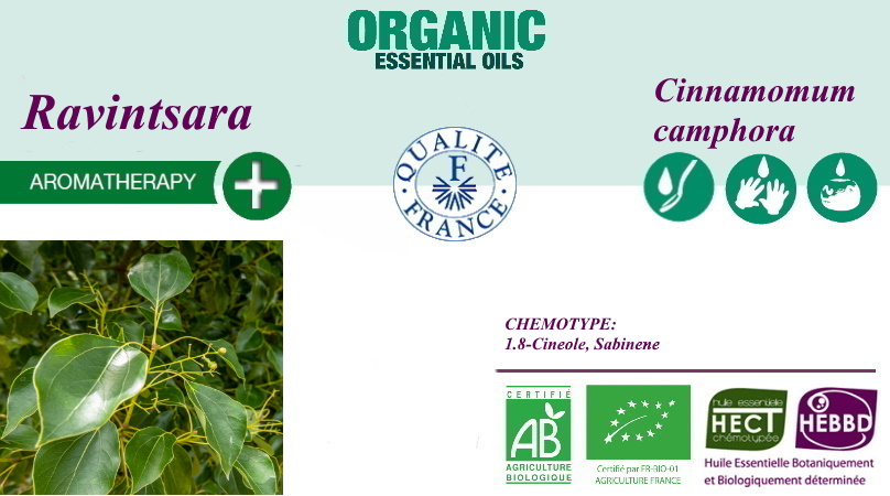 Cinnamomum Camphora 