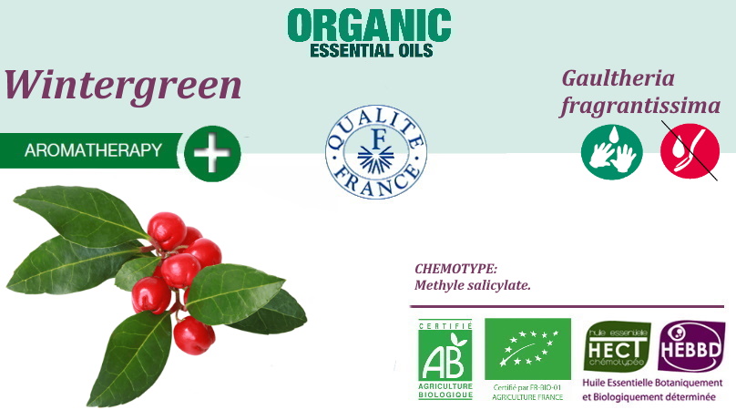 Wintergreen