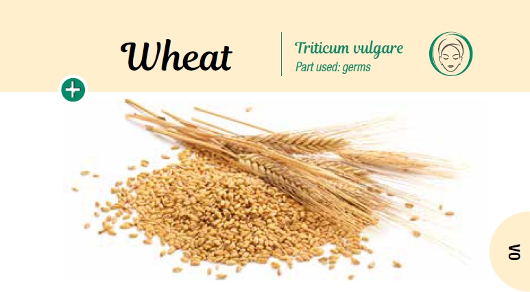 Wheat