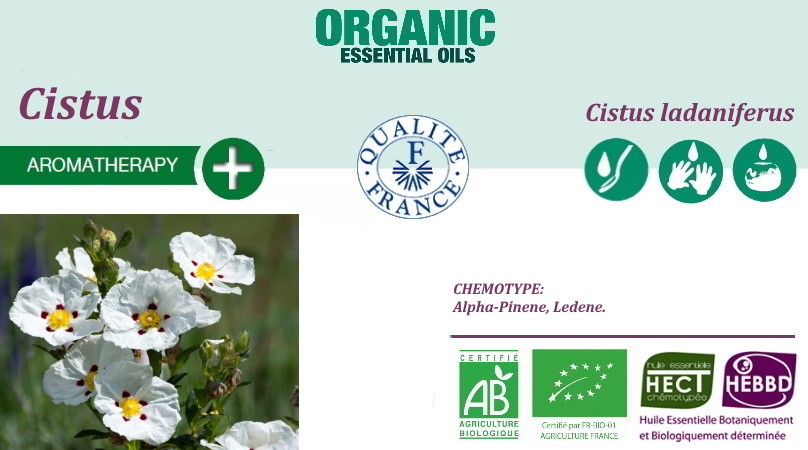 Cistus