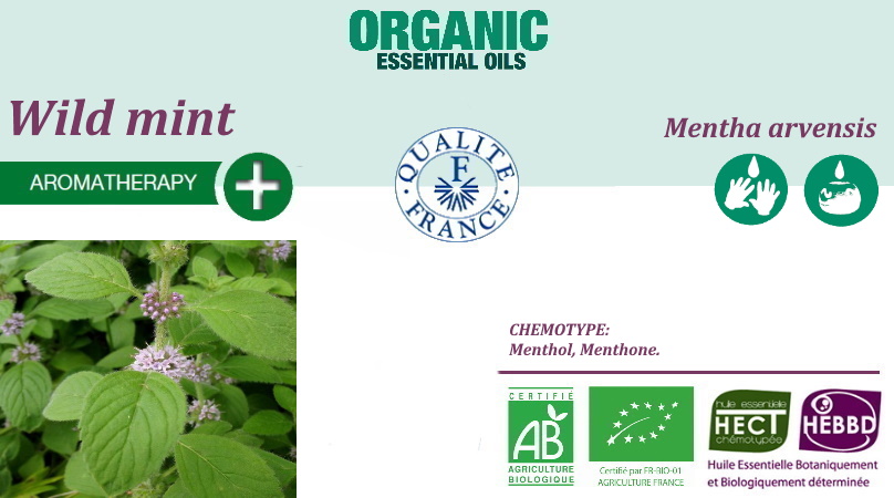 wild mint