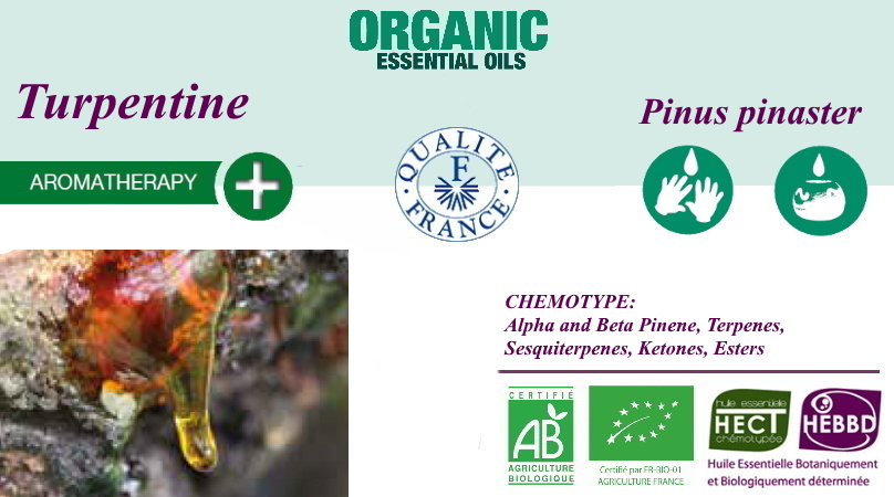 Эфирное масло сосны приморской Pinus Pinaster