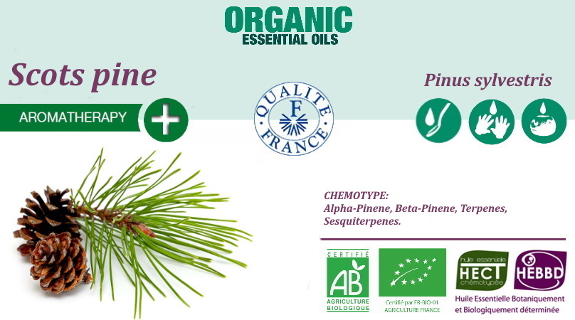 Scots pine