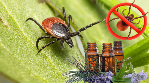 Эфирные масла от клещей
