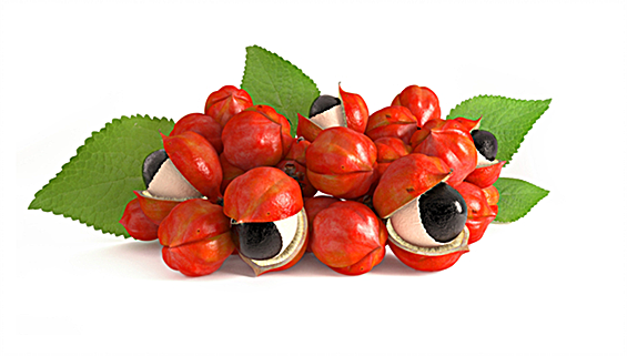 Guarana